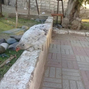 brama blue satlllr 4 ayl kecibler , ferediler biri 35 azn