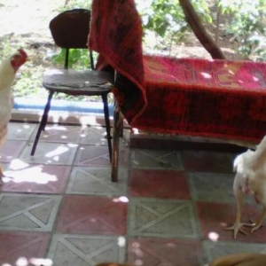 Temiz cins heyratilardi bir xoruz 3dene de feresi var super heyvannard