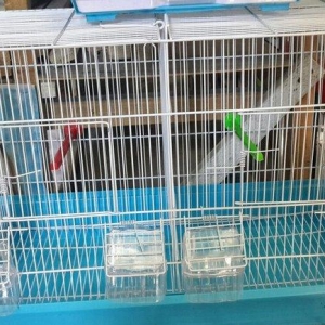 Teze versiya ara kesmeli iri qefes satilir. Ara ke