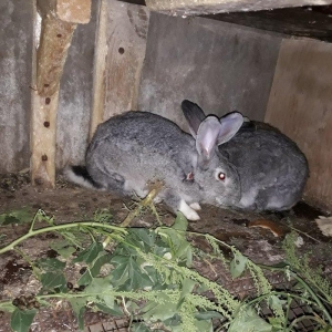 Dosan ve dosan balasi satiram. Xayis edirem bu nomreye zeng edesiz