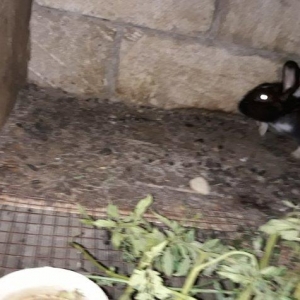 Dosan ve dosan balasi satiram. Xayis edirem bu nomreye zeng edesiz