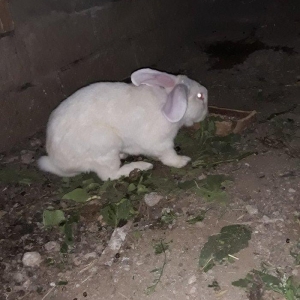 Dosan ve dosan balasi satiram. Xayis edirem bu nomreye zeng edesiz