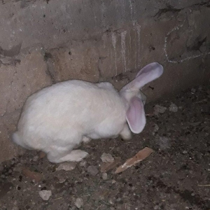 Dosan ve dosan balasi satiram. Xayis edirem bu nomreye zeng edesiz