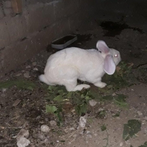 Dosan ve dosan balasi satiram. Xayis edirem bu nomreye zeng edesiz