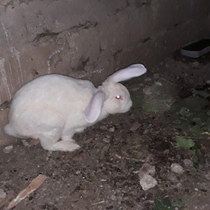 Dosan ve dosan balasi satiram. Xayis edirem bu nomreye zeng edesiz