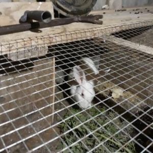 Dosan ve dosan balasi satiram. Xayis edirem bu nomreye zeng edesiz