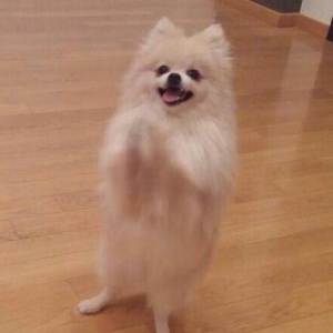 temız ev ıtıdı hecbır xesdelıyı yoxdu pasbortu var  cınsı erkeydı  1