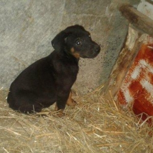 Diwi 1ayyarimliq doberman balasi satiram alverci deyilem oz itimin