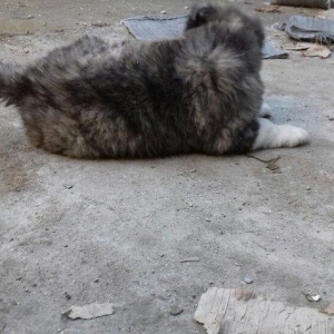 Şamaxi coban itidi 40 gunluk kucuydu ite baxanda bilinir nece it oldug