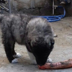 Şamaxi coban itidi 40 gunluk kucuydu ite baxanda bilinir nece it oldug