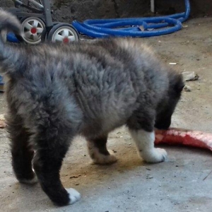 Şamaxi coban itidi 40 gunluk kucuydu ite baxanda bilinir nece it oldug