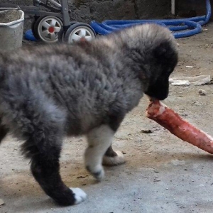 Şamaxi coban itidi 40 gunluk kucuydu ite baxanda bilinir nece it oldug