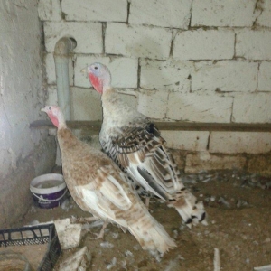 1 cut hind qusu satilir 1 erkey 1 disi qurd derman