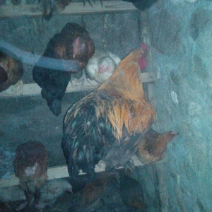 1 illik tam saglam brama xoruzu satilir  (cox iri 