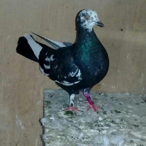 Salam quş satılır mayadı cavan quşdu cütə h