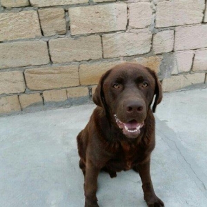 Labrador retriever.. Erkeydi.. 1 yash 6 ayliqdi.. Shokolad rengi.. Rea