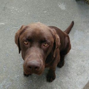 Labrador retriever.. Erkeydi.. 1 yash 6 ayliqdi.. Shokolad rengi.. Rea