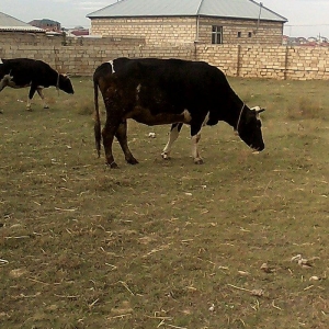 ineyler satilir. 3 dene heyvandi . 2 balali bir bo