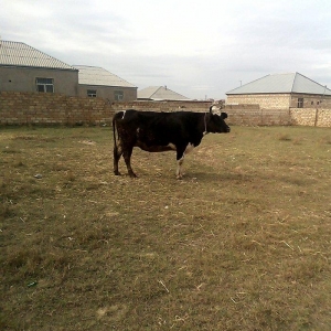 ineyler satilir. 3 dene heyvandi . 2 balali bir bogaz iney . balalilar