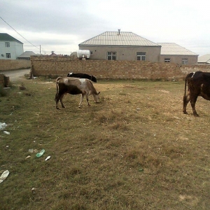 ineyler satilir. 3 dene heyvandi . 2 balali bir bogaz iney . balalilar