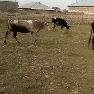 ineyler satilir. 3 dene heyvandi . 2 balali bir bogaz iney . balalilar