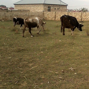 ineyler satilir. 3 dene heyvandi . 2 balali bir bogaz iney . balalilar