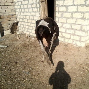 ineyler satilir. 3 dene heyvandi . 2 balali bir bogaz iney . balalilar