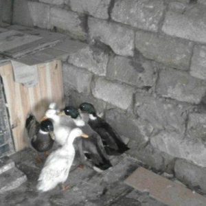 Salam sesli ordek balalari satilir 15- azn  5- ayliqdi  6- ededdir