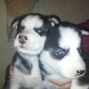 Haski balalari satılır temiz qandi erkekde var diwide,,ayın 4 i 1 ayla