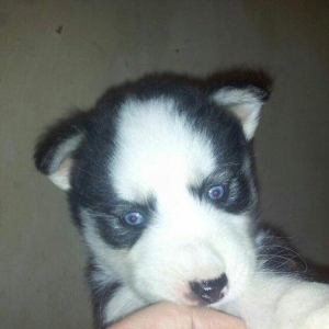 Haski balalari satılır temiz qandi erkekde var diwide,,ayın 4 i 1 ayla