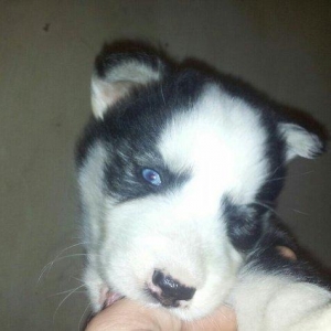 Haski balalari satılır temiz qandi erkekde var diwide,,ayın 4 i 1 ayla