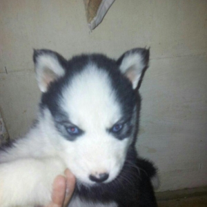 Haski balalari satılır temiz qandi erkekde var diwide,,ayın 4 i 1 ayla