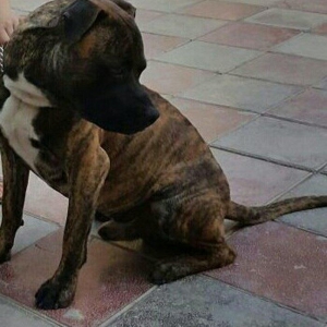 Ukraynadan gətirilmə pit bull 11 aylıqdı pasportu var komada ları bili