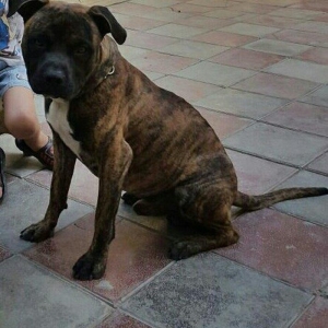 Ukraynadan gətirilmə pit bull 11 aylıqdı pasportu var komada ları bili