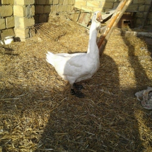 Xolmagor gazi hazir jut  jutune aidi giymeti real 