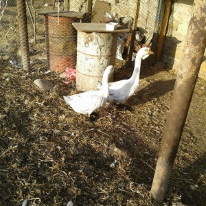 Xolmagor gazi hazir jut  jutune aidi giymeti real alijilar buyurub zen