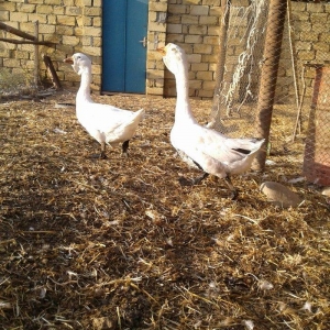 Xolmagor gazi hazir jut  jutune aidi giymeti real alijilar buyurub zen