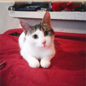 Домашняя чистенькая здоров