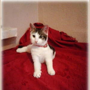 Домашняя чистенькая здоровая девочка (3 + мес. ) бесплатно. Пишите на