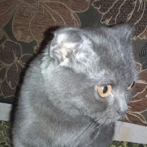 şotlandiskiy şən, oynayaq pişik 6aylıq çox ağıllldı evdə təmiz saxlanı