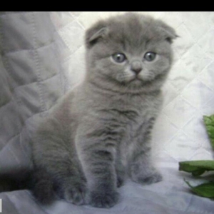 Salam kımde bele pısık balası var  komu ne jal