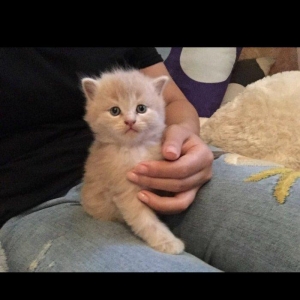 Salam kımde bele pısık balası var  komu ne jalko podarıte pojaluysta b