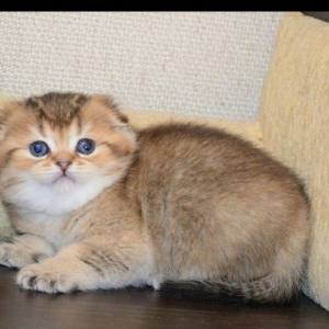 Salam kımde bele pısık balası var  komu ne jalko podarıte pojaluysta b