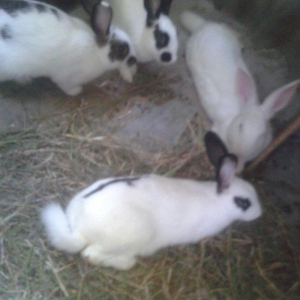 dosanar savlam sort dosanardi prosda vaxdm olmadgi ucn savlya bilmirem