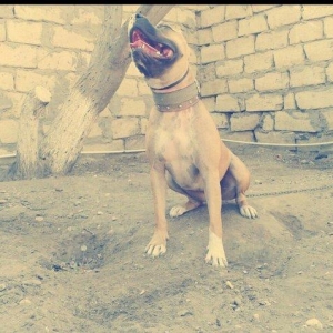 Pitbull. Drak ve Ce****anin balalari satilir. Balalar 1 ay 10 gunlukdul