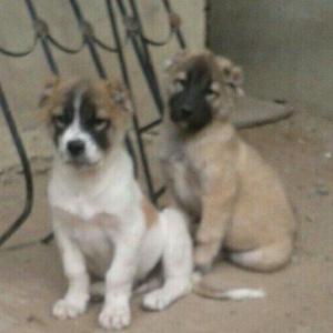 2ay 15 gunluk kucuklerdi xizinin aqdere kendinden gelib ala erkek boz