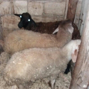 Salam! 3 eded erkek quzudu. Yemden cixiblar ne ver