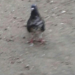 salam qara baw erkey di tam saglamdi 16 tuk olmali