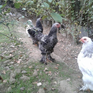 brama dark beceler satiram 3 ve 4 ayliqdilar.gold 