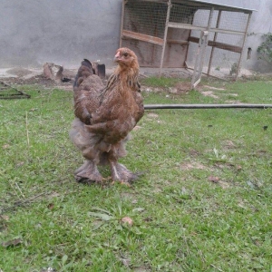 brama dark beceler satiram 3 ve 4 ayliqdilar.gold fere de var